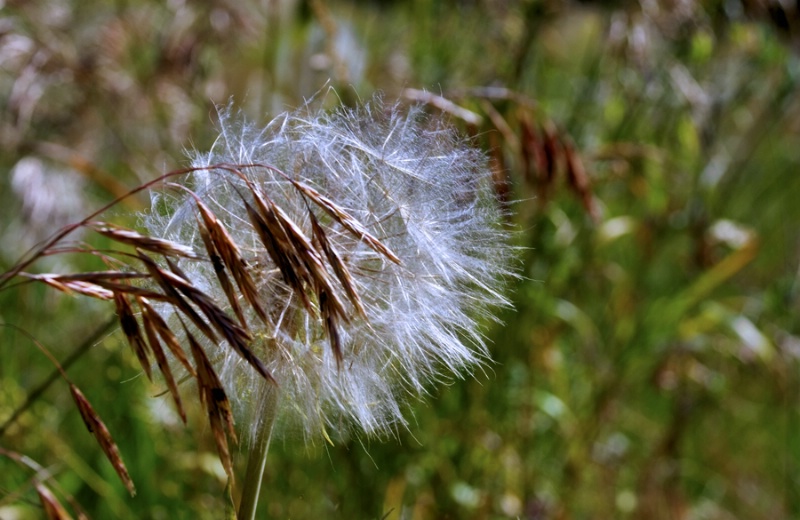Seed Head and Wild Oats