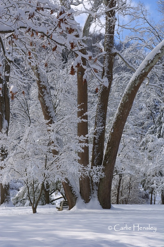 Snowflake Trees