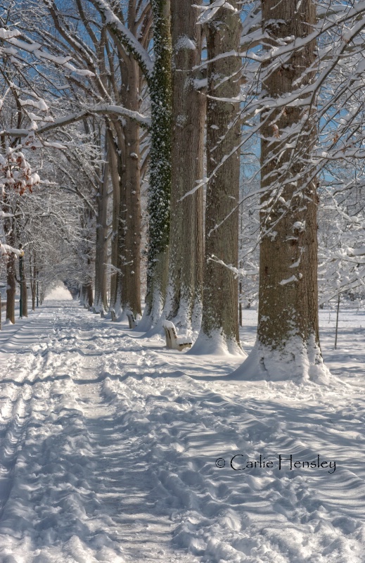 Snowy Oaks Way