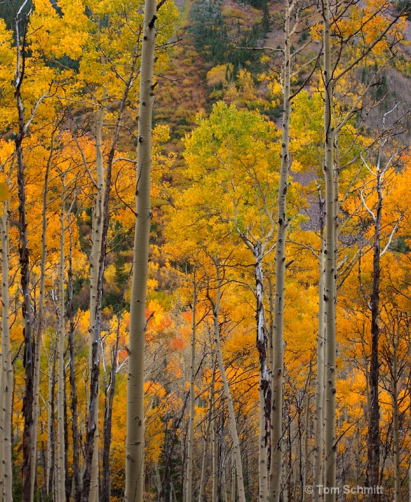 Aspen Glow