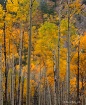 Aspen Glow