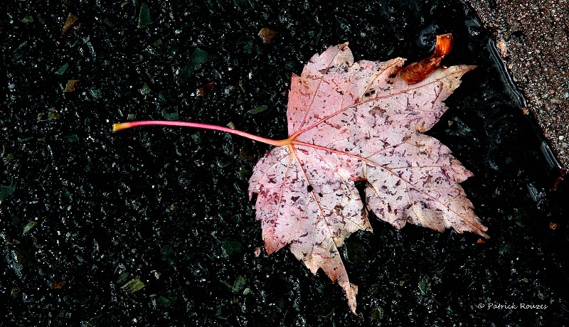 Leaf On Wet Pavement