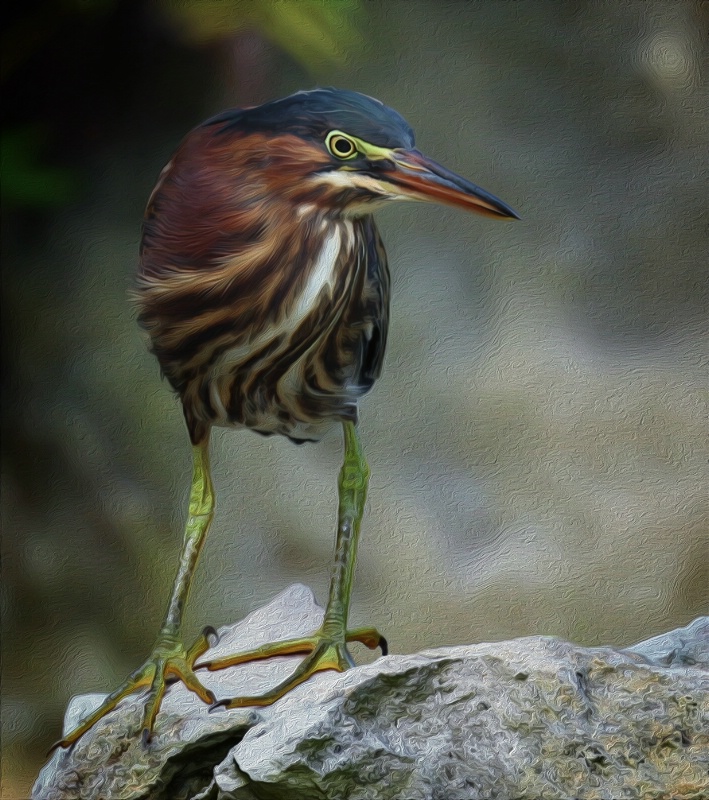 Green Heron