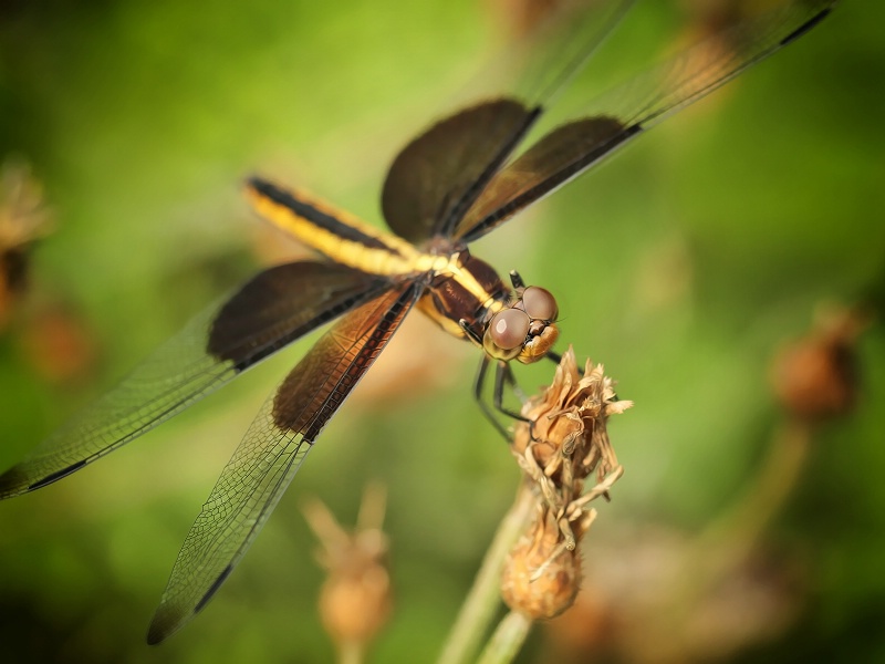 widow skimmer, female