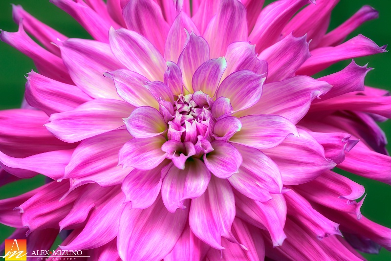 Dahlia #72