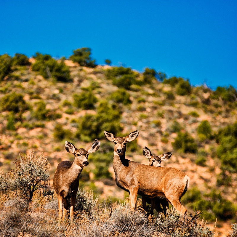 Deer in Utah