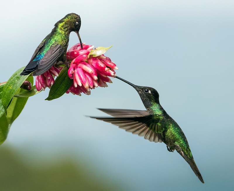 Hummingbird