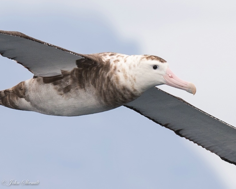 Wandering Albatross - Nov 9th 2014 - ID: 15046764 © John Shemilt