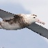 © John Shemilt PhotoID# 15046764: Wandering Albatross - Nov 9th 2014