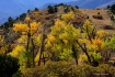 Cottonwood Glow