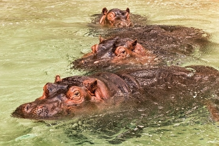 Hippo Family
