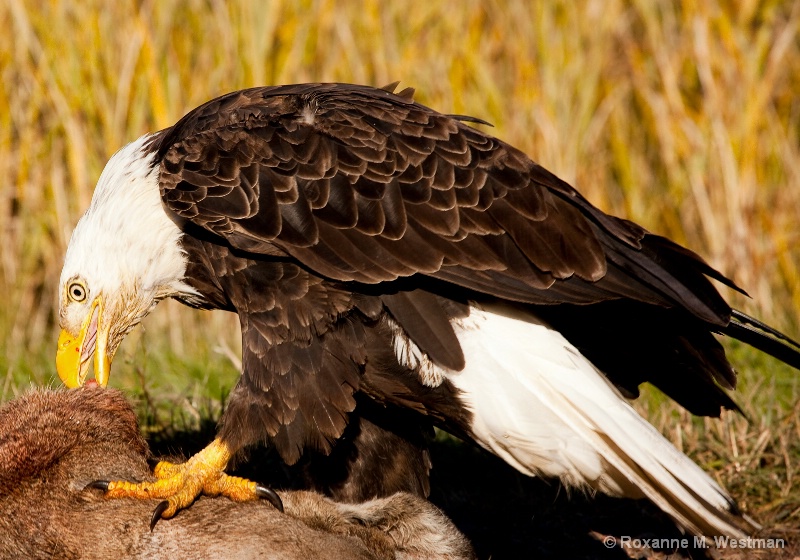 Lunchtime - ID: 15047311 © Roxanne M. Westman