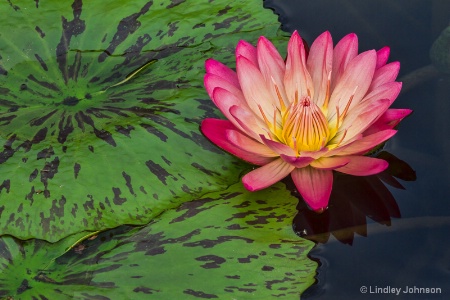 Pink Water Lily