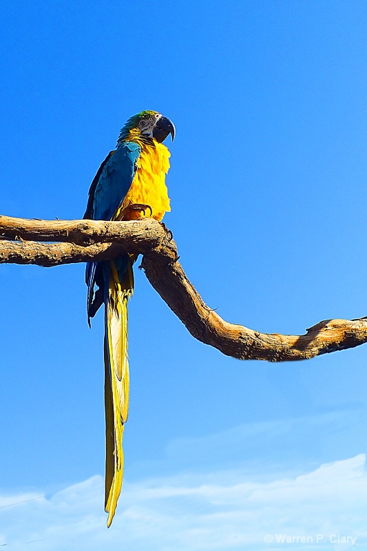 Parrot Rainbow