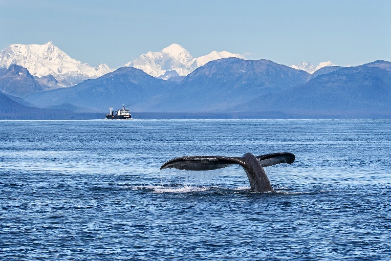 Humback Whale in Icy Strait  