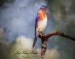 Blue Bird 