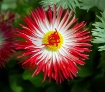 Red and white