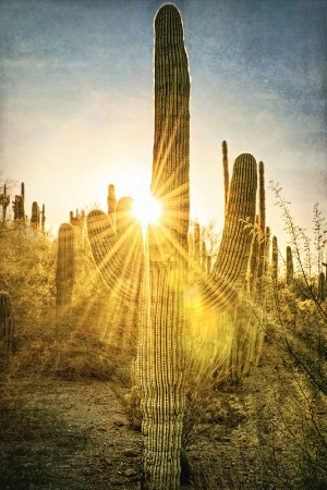 Dawn on the Desert