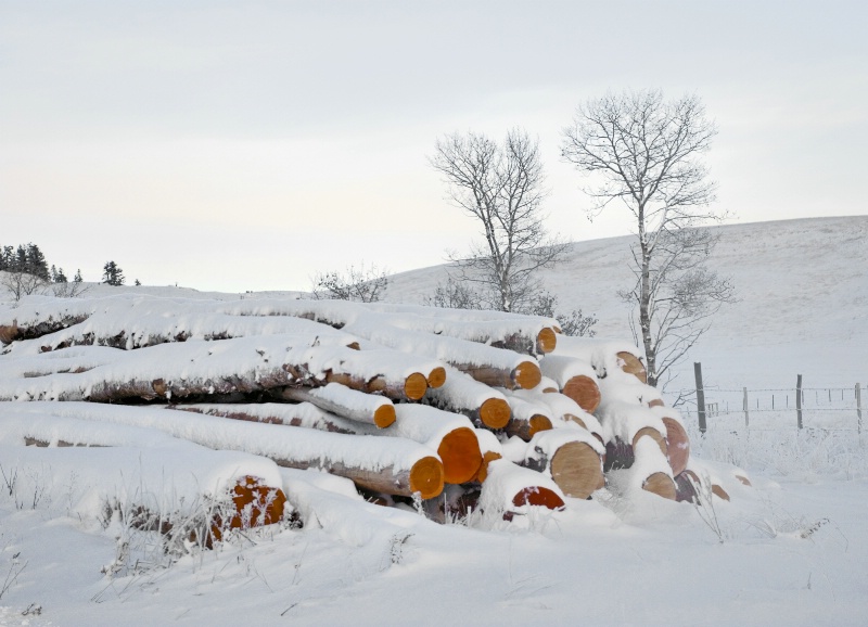 Logs in Snow