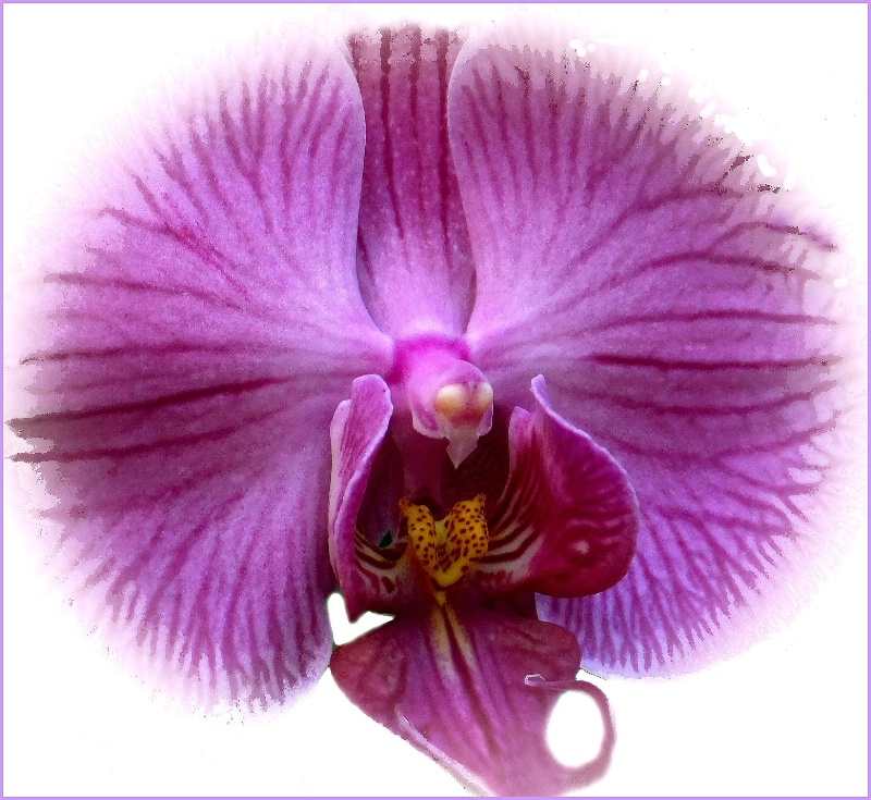 The Heart of an Orchid