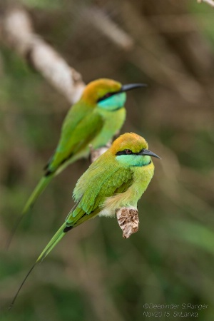 Bee-eaters