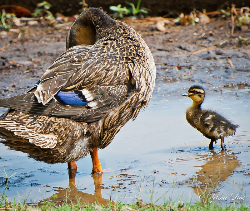 Mama and Little One