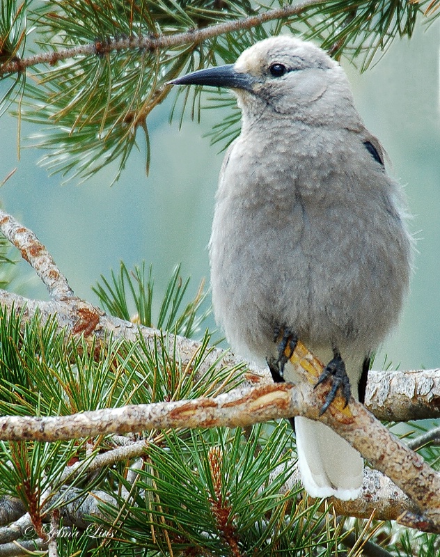 Clark's Nutcracker in Colorado