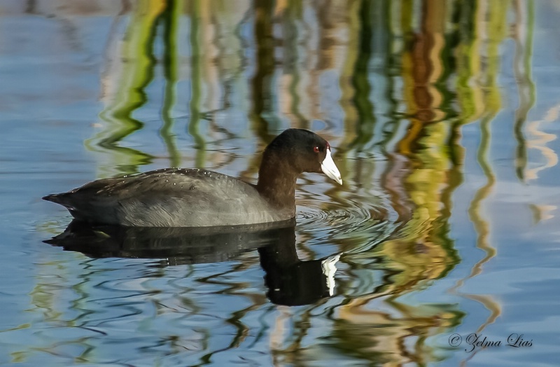 American Coot Swims in Reflecttive Colors