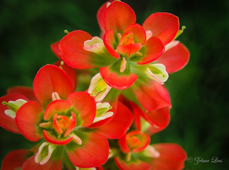 Indian Paintbrush