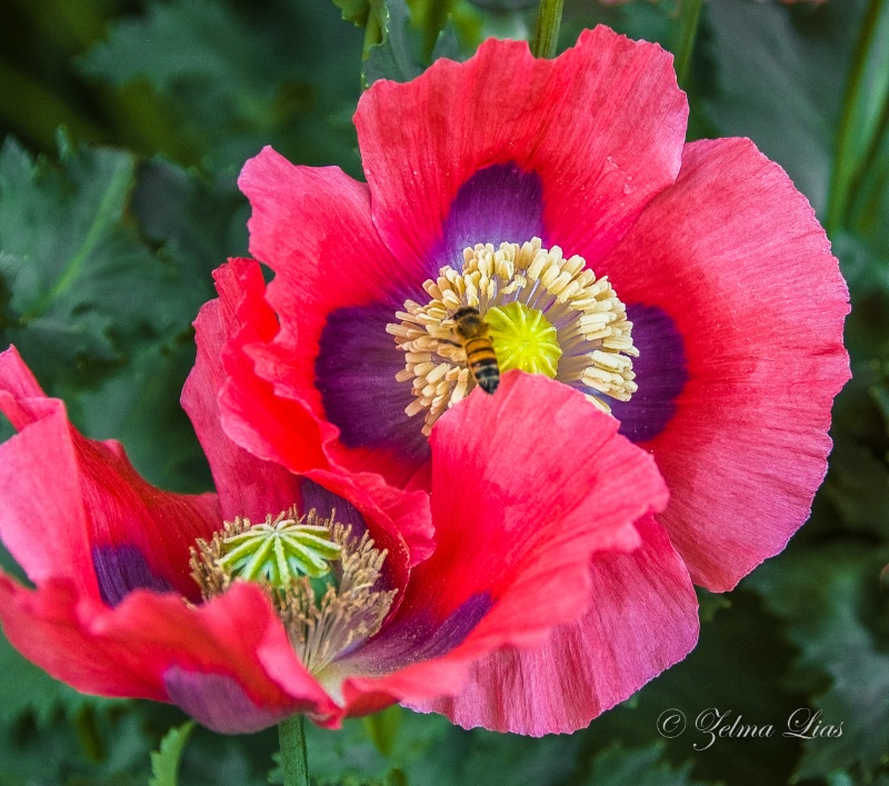 Red Poppies