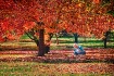 Collecting Leaves
