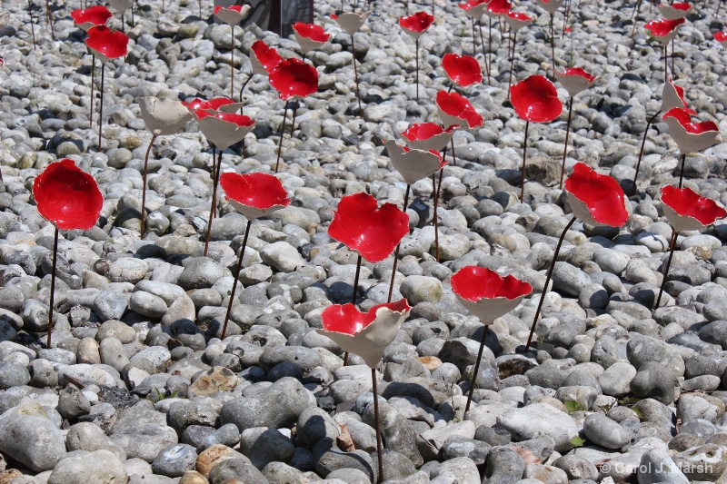 Ceramic poppies in Bayeux, France