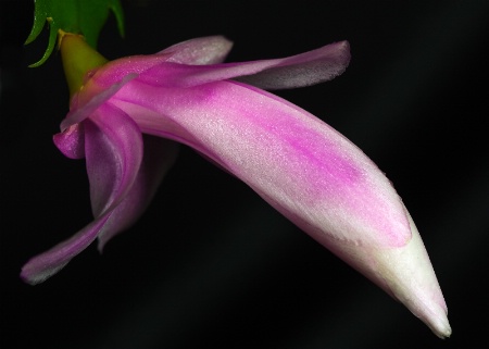 Christmas Cactus Bud