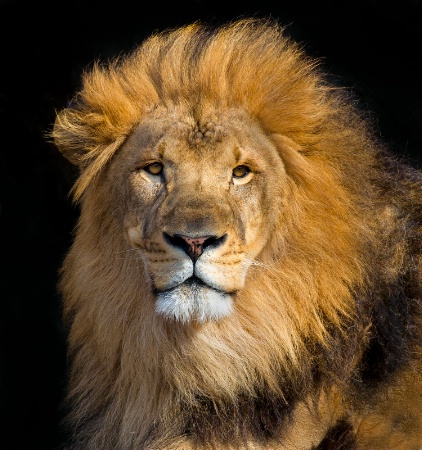 Portrait of a King