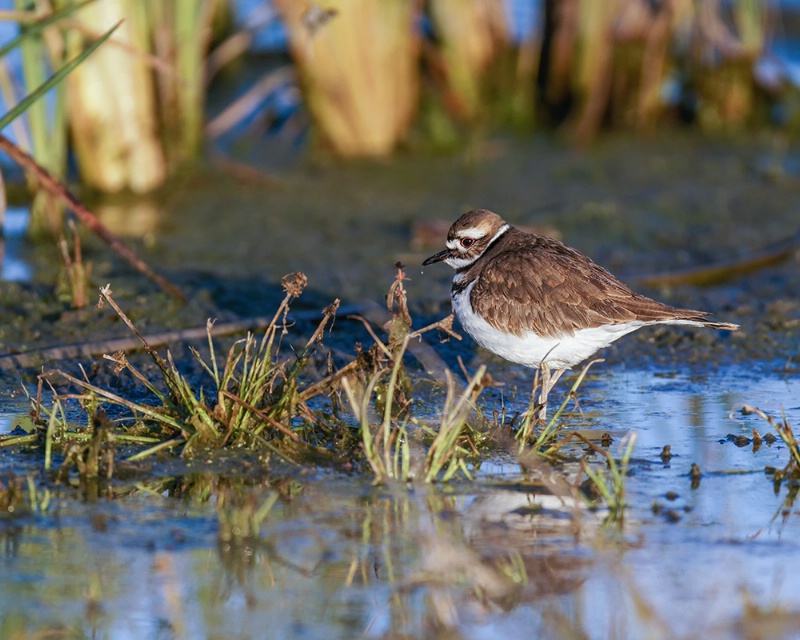 Plover At First Light