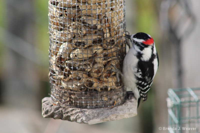 Woodpecker 3