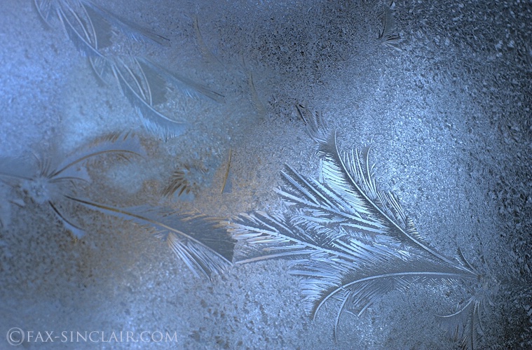 Ice Feathers - ID: 15049973 © Fax Sinclair