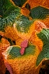 "Hosta" l...
