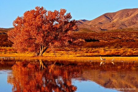 Bosque del Apache