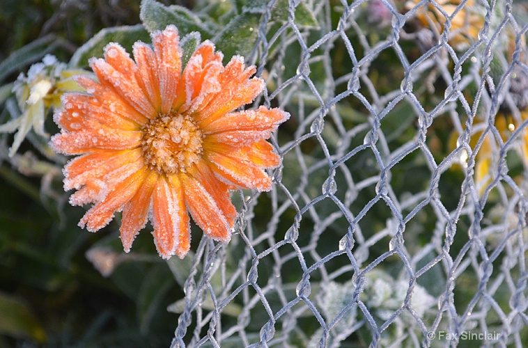 Frozen Flower 2 - ID: 15050131 © Fax Sinclair