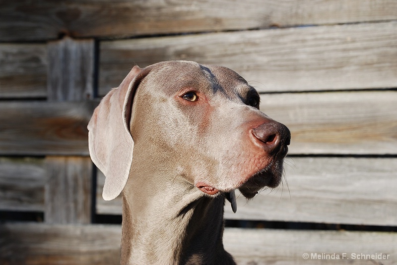 Weim with Basketweave Fence