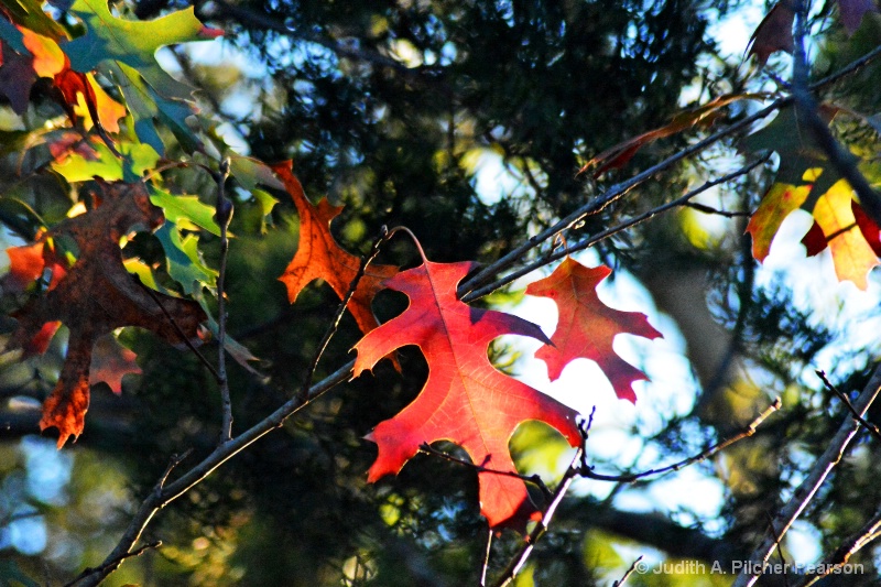 fall in Lampasas.......