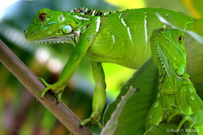 Two Young Iguanas