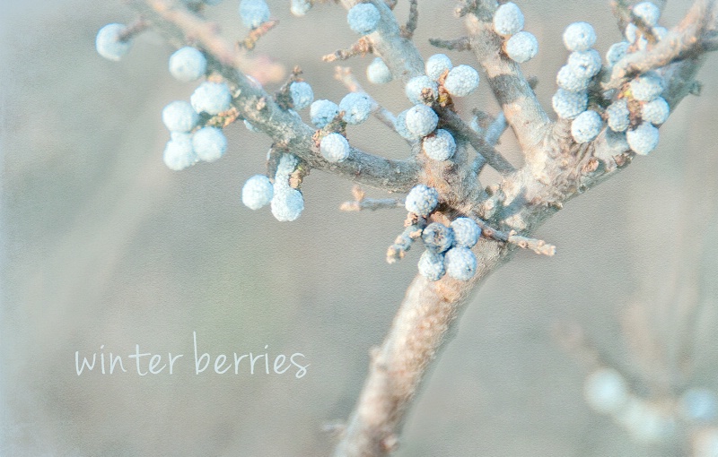 ~ winter berries ~