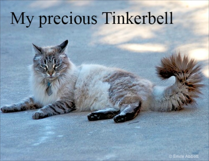 Tinkerbell  RIP - ID: 15051265 © Emile Abbott
