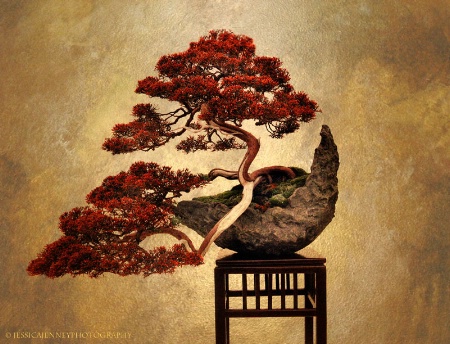 Bonsai