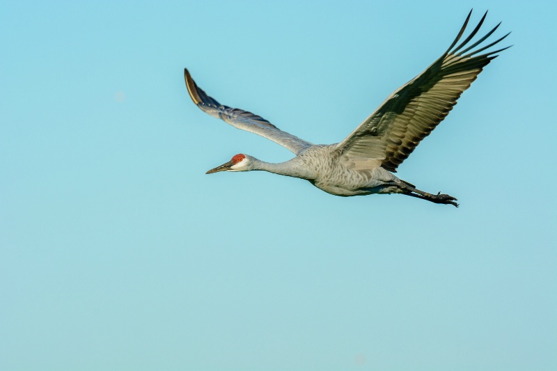 Flight Of The Sandhill Crane