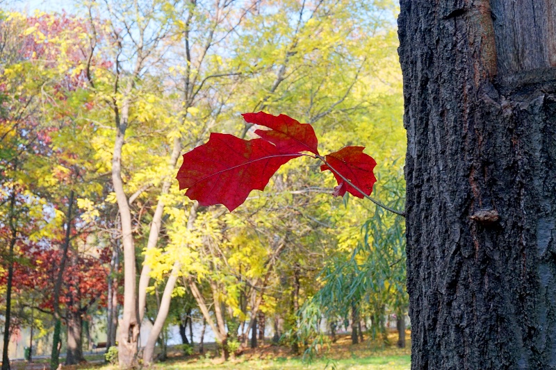 Red leafs