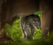 New elephant