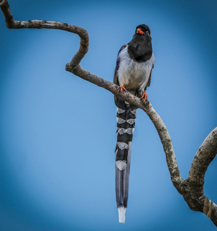 Red-billed Blue Magpie 